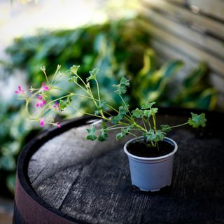 Pelargonium x. 'Lavender Lad'