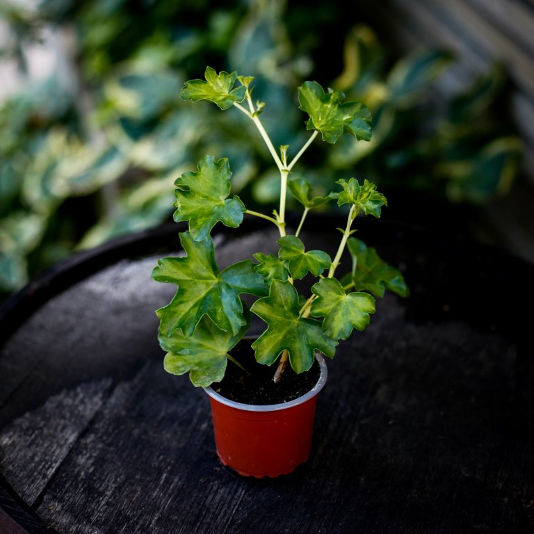 Pelargonium 'Paris' 8 cm