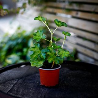 Pelargonium 'Paris'
