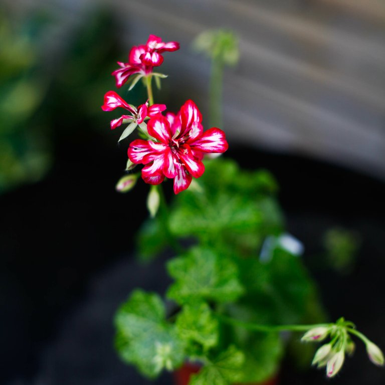 Pelargonium 'Crocetta' 8 cm