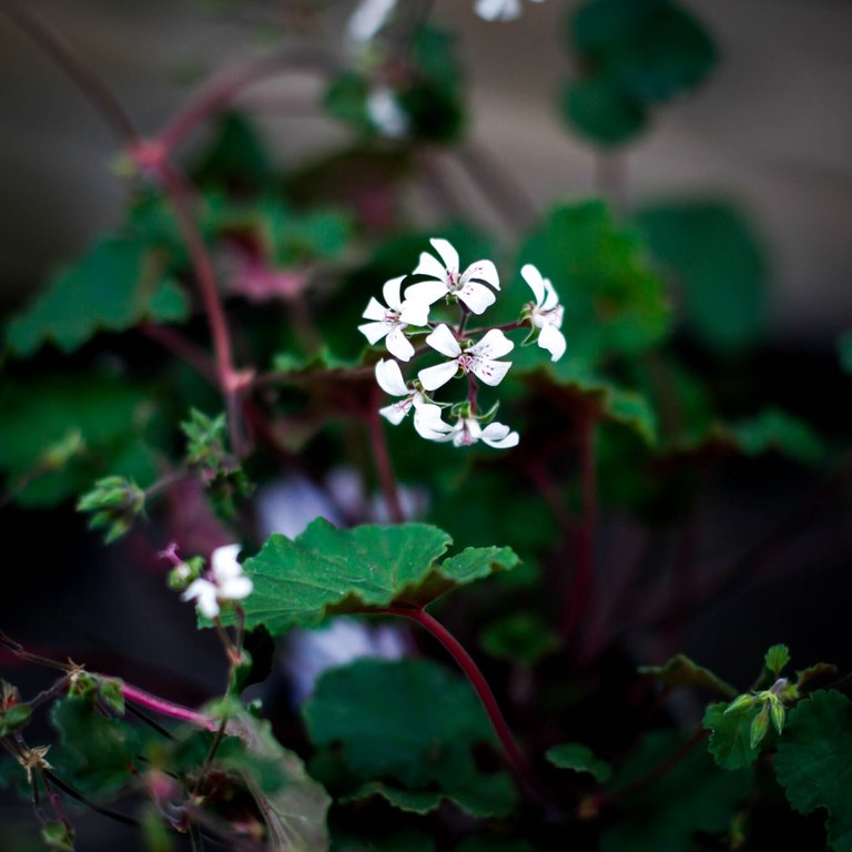 Pelargonium australe 8 cm