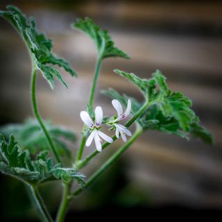 Pelargonium graveolens