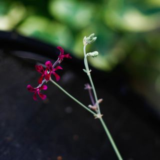 Pelargonium sidoides