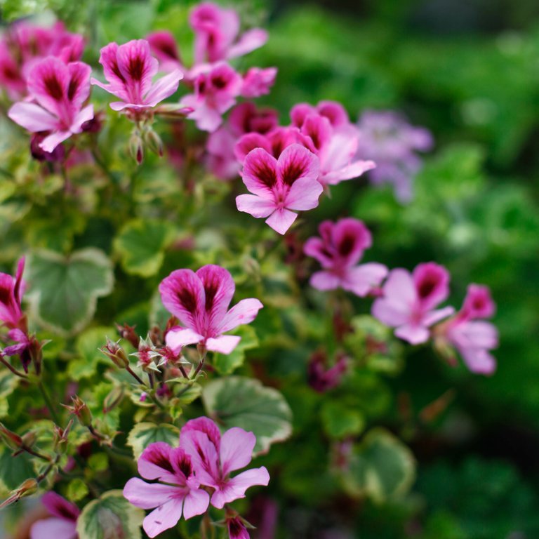 Pelargonium 'Sarah Don' 8 cm