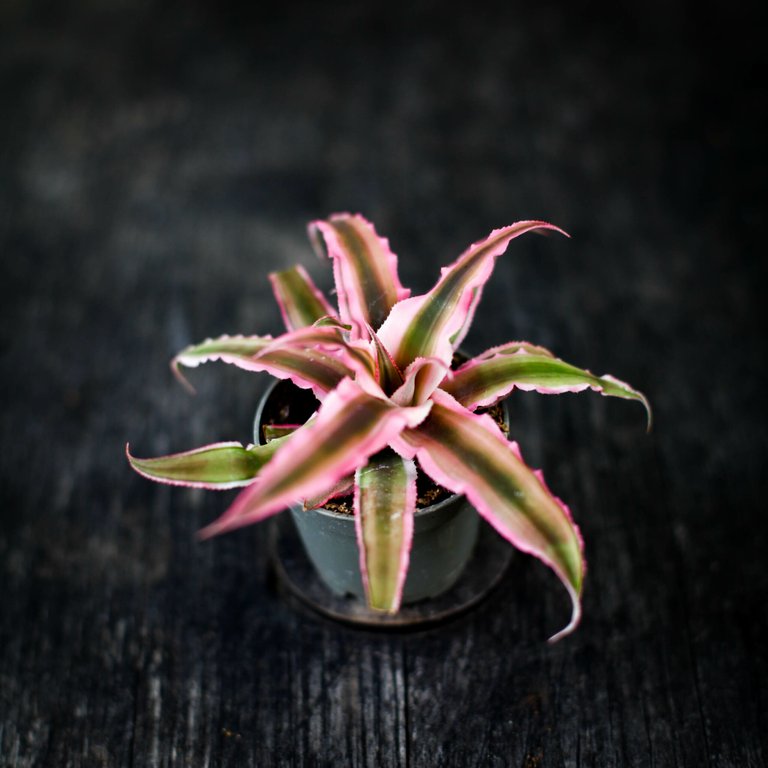 Cryptanthus 'Pink Star' 6 cm