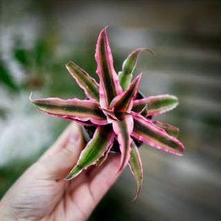 Cryptanthus 'Pink Star'