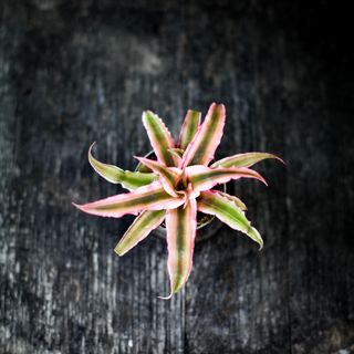 Cryptanthus 'Pink Star'