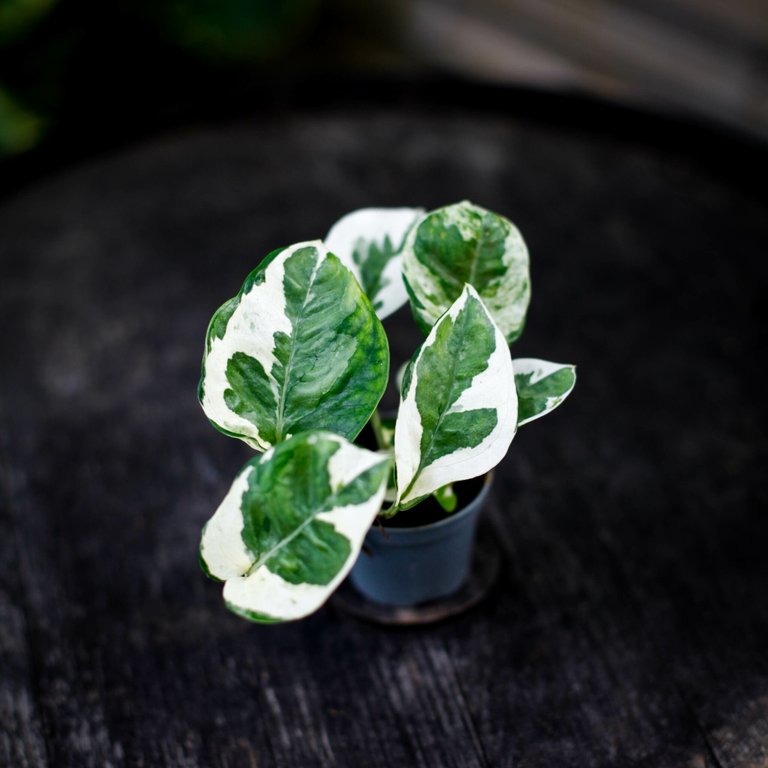 Epipremnum 'N'Joy' 6 cm