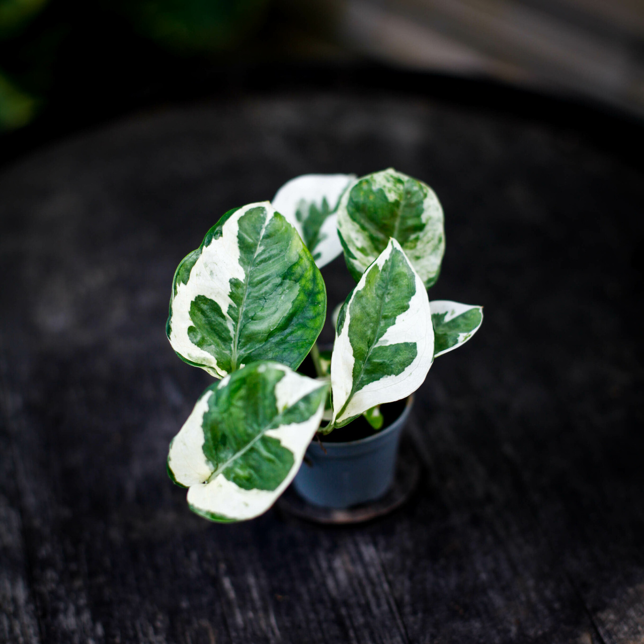 Gullranka Epipremnum N'Joy med variegerade blad