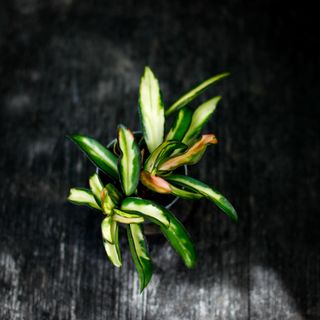 Hoya wayetii 'Variegata'