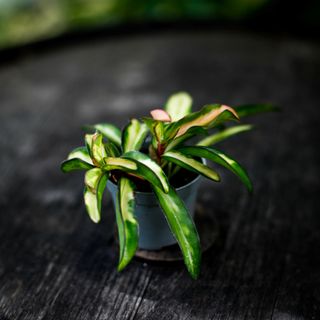 Hoya wayetii 'Variegata'