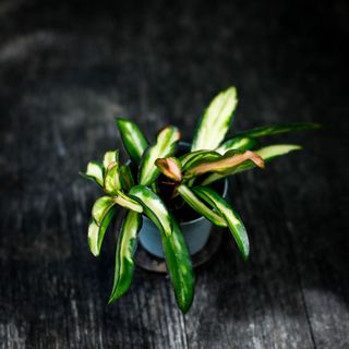 Hoya wayetii 'Variegata'