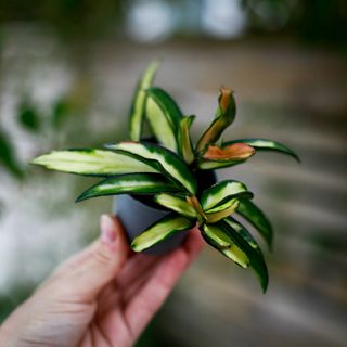 Hoya wayetii 'Variegata'