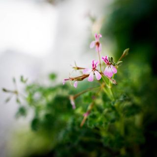 Pelargonium 'Nielsens Fragrans'