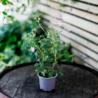 Pelargonium 'Nielsens Fragrans'