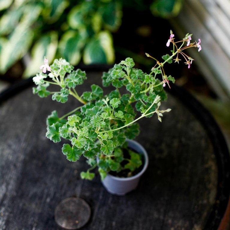 Pelargonium 'Nielsens Fragrans' 8 cm
