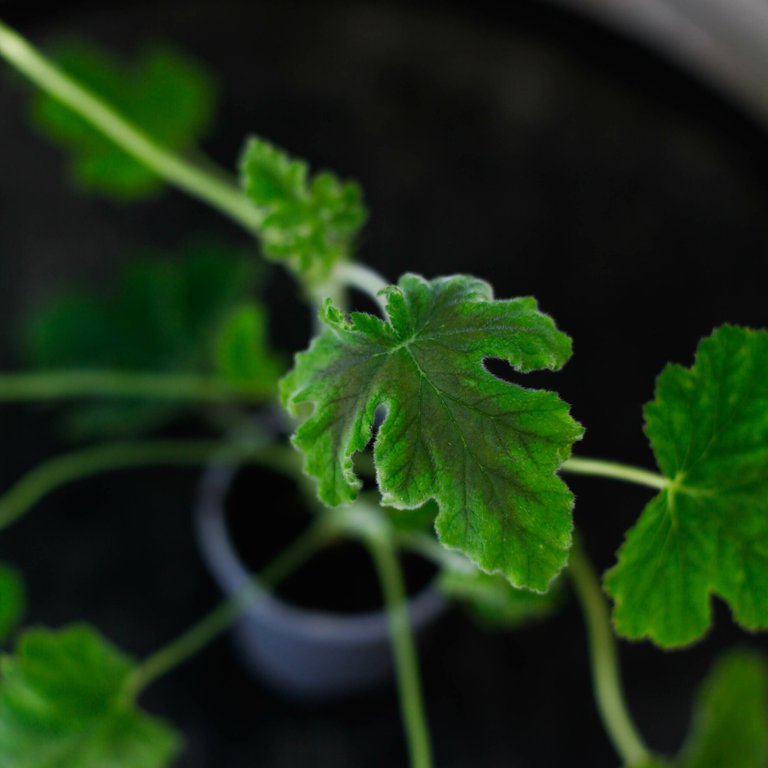 Pelargonium 'Chocolate Peppermint' 8 cm