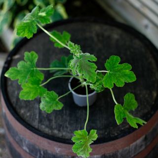 Pelargonium 'Chocolate Peppermint'