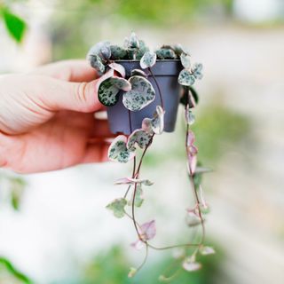 Ceropegia woodii variegata - Hjärtan på tråd