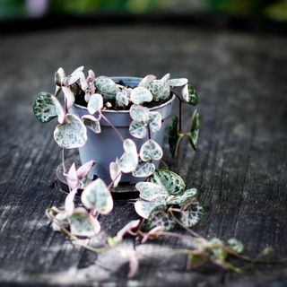 Ceropegia woodii variegata - Hjärtan på tråd