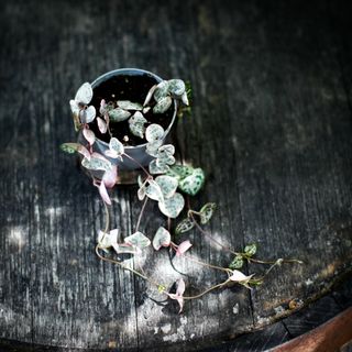 Ceropegia woodii variegata - Hjärtan på tråd