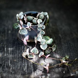 Ceropegia woodii variegata - Hjärtan på tråd