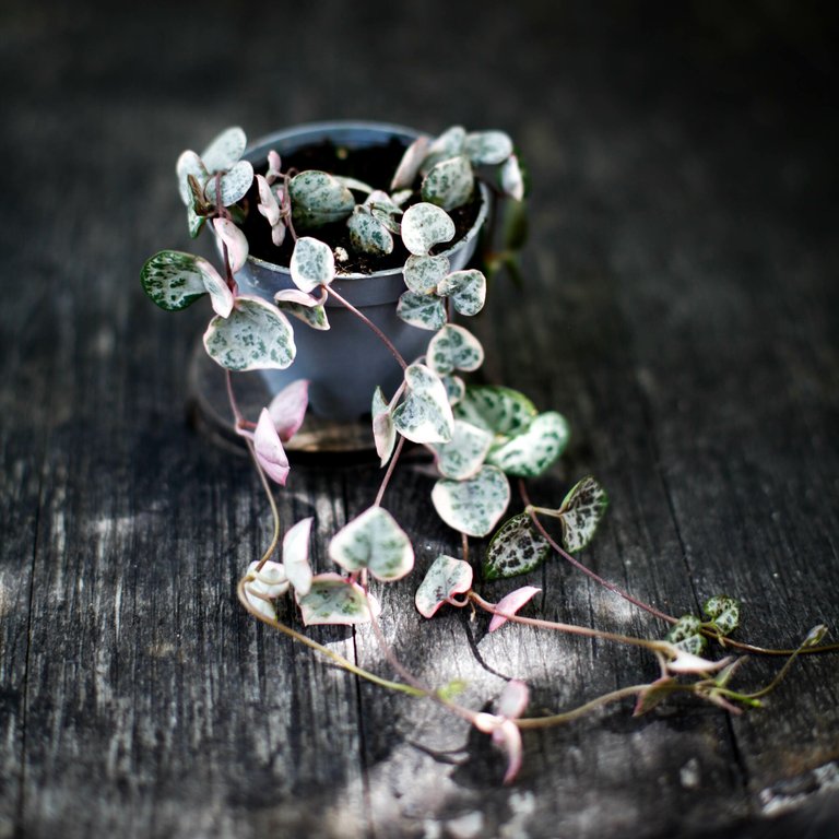 Ceropegia woodii variegata - Hjärtan på tråd 6 cm