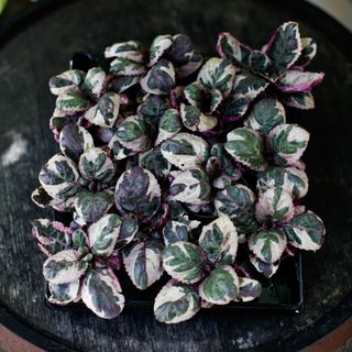 Hemigraphis 'Snow White'