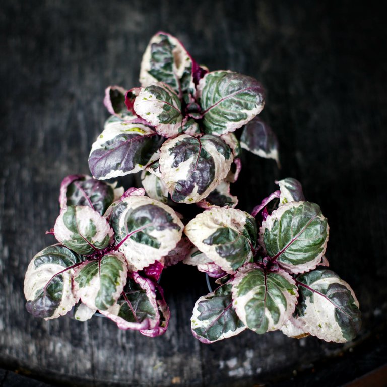 Hemigraphis 'Snow White' - Lila våffelplanta 6 cm