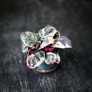 Hemigraphis 'Snow White'