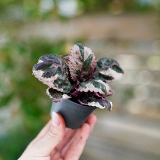 Hemigraphis 'Snow White'