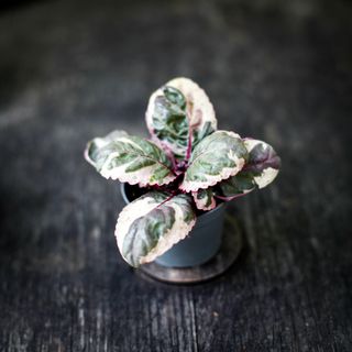 Hemigraphis 'Snow White'