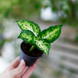 Dieffenbachia 'Amy' RÄDDA MIG!