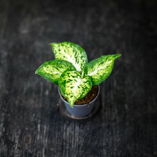 Dieffenbachia 'Amy' RÄDDA MIG!