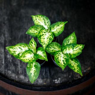 Dieffenbachia 'Amy' RÄDDA MIG!