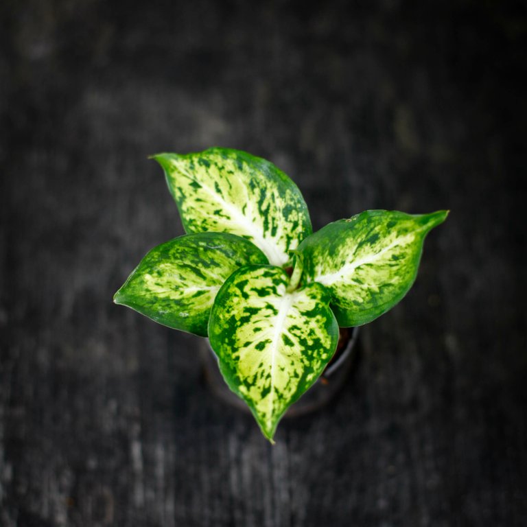 Dieffenbachia 'Amy' 6 cm