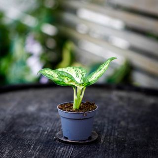 Dieffenbachia 'Amy' RÄDDA MIG!
