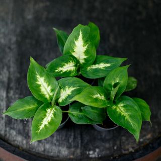 Dieffenbachia 'Camilla'