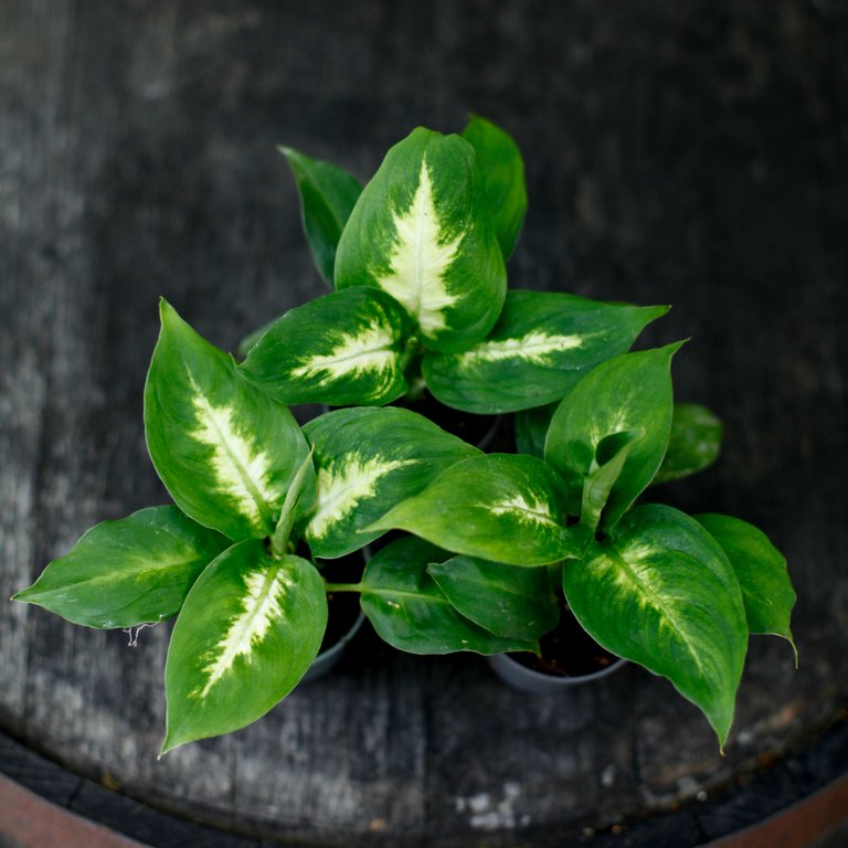 Dieffenbachia 'Camilla' 6 cm RÄDDA MIG