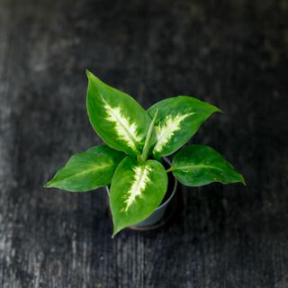 Dieffenbachia 'Camilla'