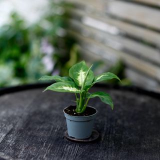 Dieffenbachia 'Camilla'