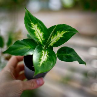 Dieffenbachia 'Camilla'