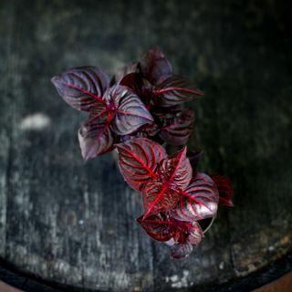 Iresine 'Bloodleaf' - Höblomster