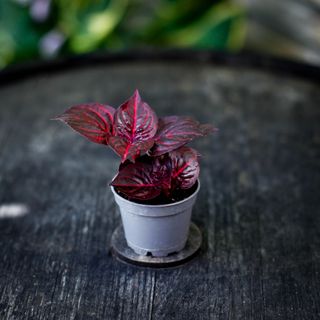 Iresine 'Bloodleaf' - Höblomster