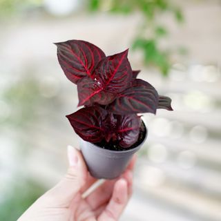 Iresine 'Bloodleaf' - Höblomster