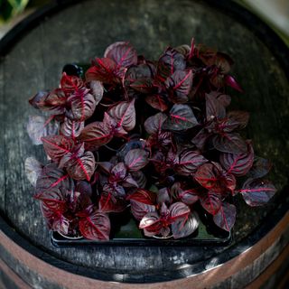 Iresine 'Bloodleaf' - Höblomster