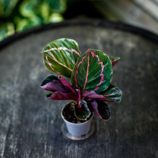 Calathea 'Illustris' 6 cm
