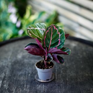 Calathea 'Illustris' 6 cm