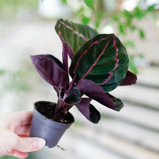 Calathea 'Illustris' 6 cm