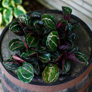 Calathea 'Illustris' 6 cm